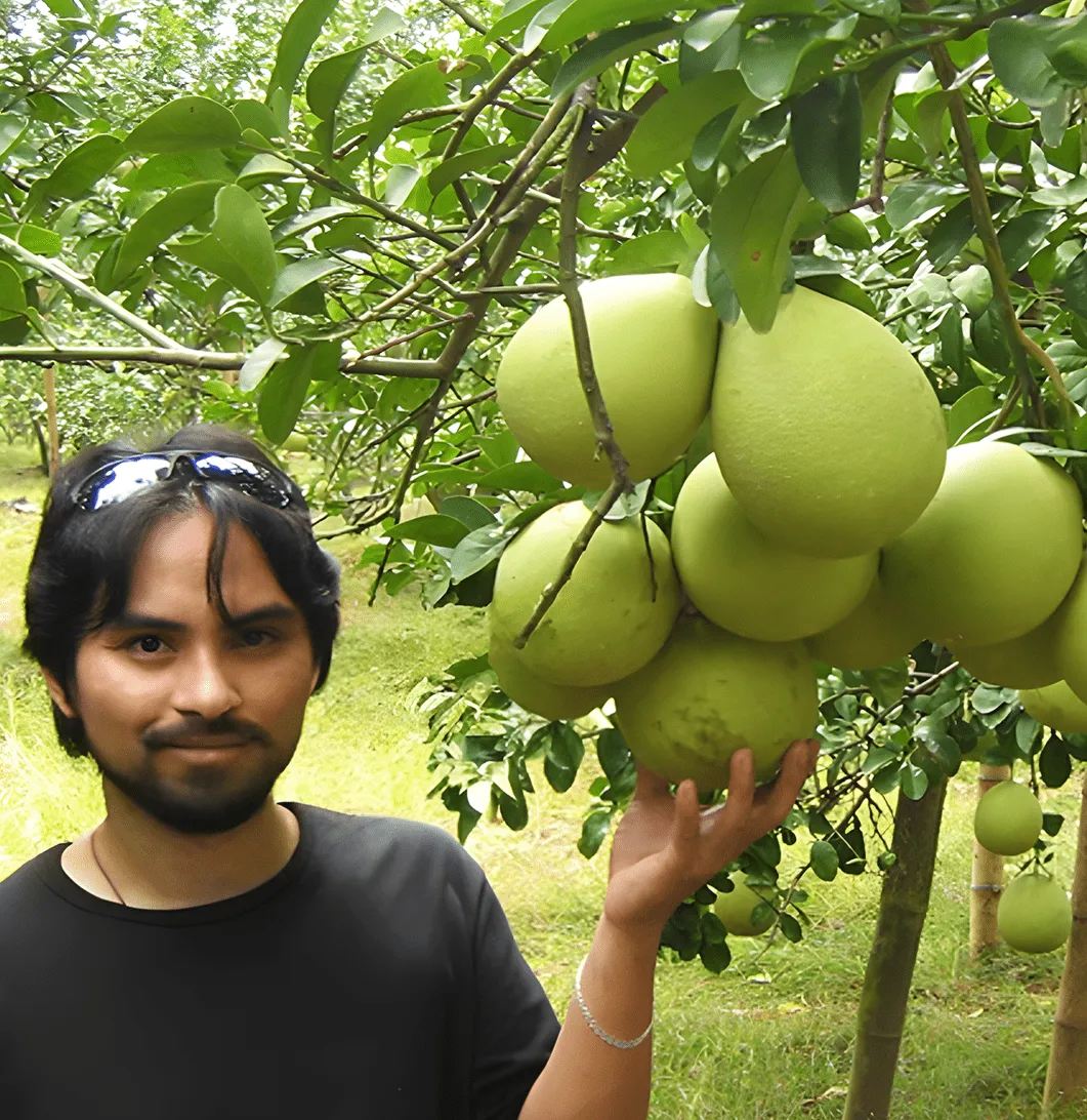 Young Filipino farmer holding cluster of large pomelo fruits from tree, demonstrating exceptional fruit productivity and quality achieved with minimal fertilizer application while maintaining sustainable soil nutrition and reducing farming costs