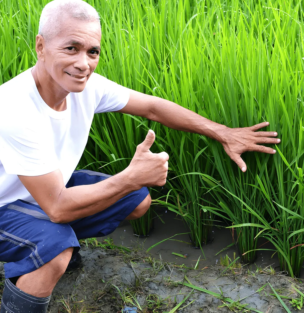 Satisfied Filipino farmer giving thumbs up while displaying vibrant healthy rice plants grown with award-winning micronutrient technology that restores depleted soil and builds resilient farming ecosystems