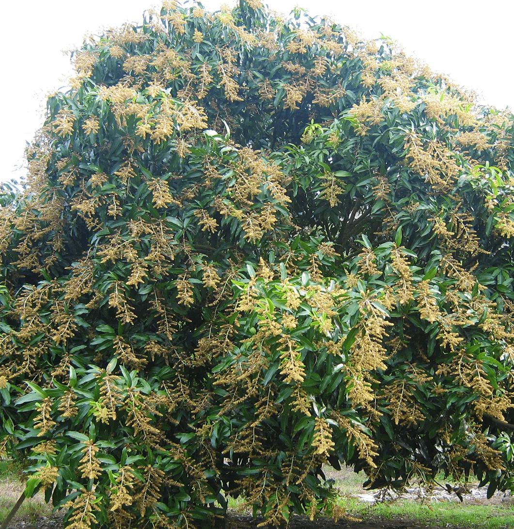 Abundant mango tree flowers indicating exceptional fruit yield potential achieved through revolutionary micronutrient fertilizer technology, demonstrating successful farming transformation for Filipino fruit farmers