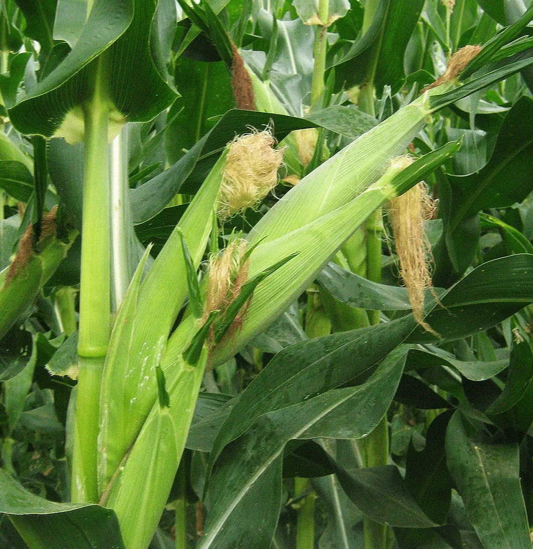 Exceptional mais plant displaying four corn ears demonstrating superior yield per hectare achieved through award-winning micronutrient fertilizer technology, showcasing proven farming success for Filipino corn farmers